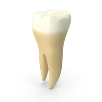 Lower Molar Tooth PNG & PSD Images