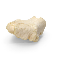 Domestic Calf Occipital Bone PNG & PSD Images