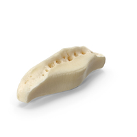 Horse ( Equus Ferus Caballus ) Distal Sesamoid Bone PNG & PSD Images