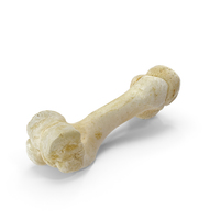 Domestic Pig Humerus Bone PNG & PSD Images