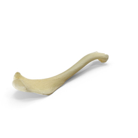 Dalmatian Pelican (Pelecanus Crispus) Humerus Bone Low PNG & PSD Images