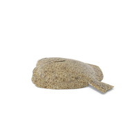Turbot PNG & PSD Images