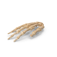 Human Hand Bones Anatomy PNG & PSD Images