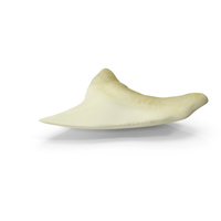 Shark Tooth Fossil PNG & PSD Images