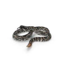 Rattlesnake PNG & PSD Images