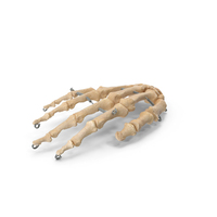 Human Hand Bones with Wire PNG & PSD Images