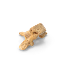 Thoracic Vertebrae PNG & PSD Images