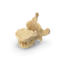 Thoracic Vertebrae PNG & PSD Images