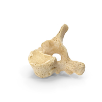 Thoracic Vertebrae Th1 to Th12 PNG & PSD Images