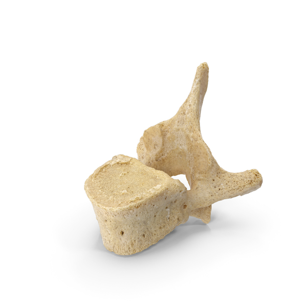 Human Lumbar and Sacrum Vertebrae L1 to S5 Bones White PNG Images ...