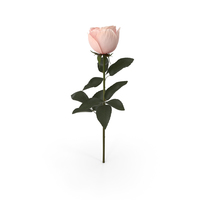 Garden Rose PNG & PSD Images