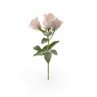 Spray Rose PNG & PSD Images