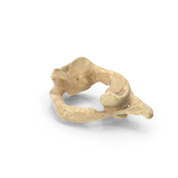 Cervical Vertebrae PNG & PSD Images