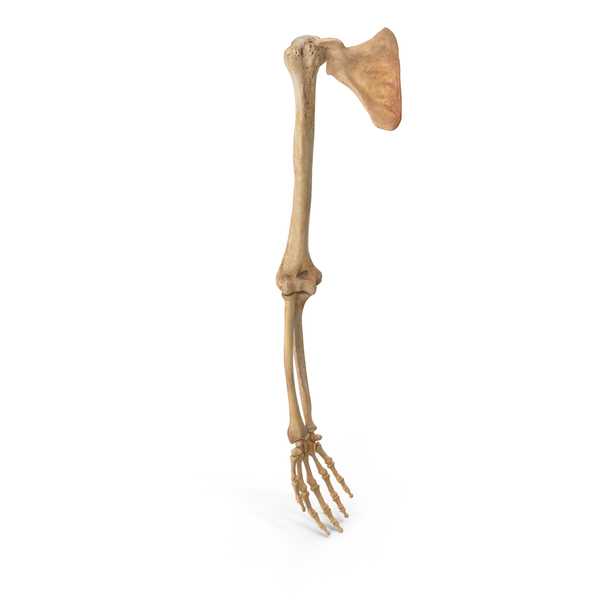 Human Arm and Scapula Bones Anatomy PNG & PSD Images