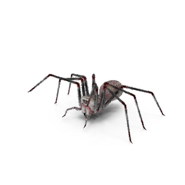 Spider PNG & PSD Images