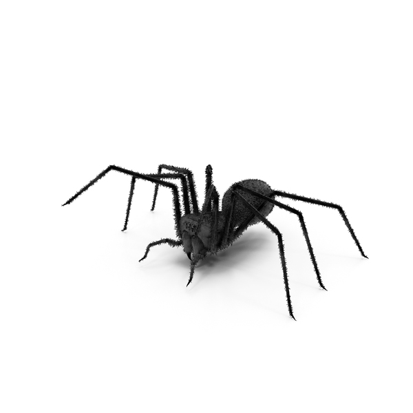 Spider black PNG & PSD Images