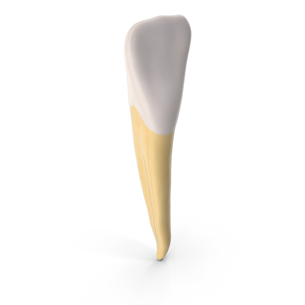 Incisor Lower Jaw Clean PNG & PSD Images