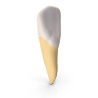 Incisor Upper Jaw Lateral PNG & PSD Images