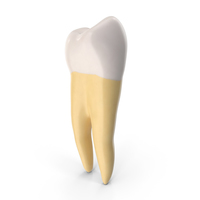 Molar Lower Jaw Left Clean PNG & PSD Images