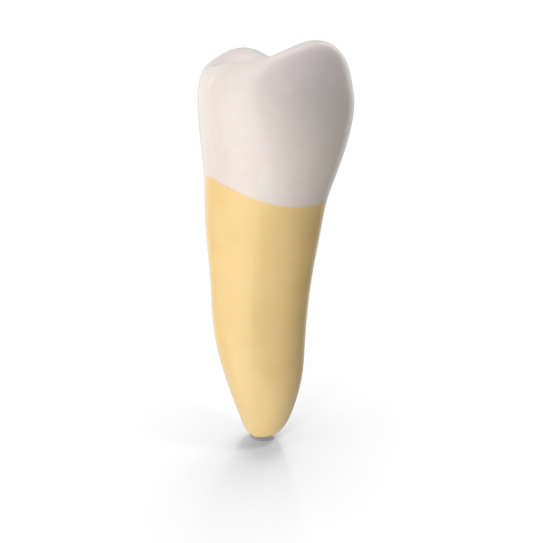 Premolar Upper Jaw Clean PNG & PSD Images