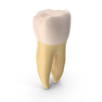 Molar Lower Jaw Left  Clean PNG & PSD Images
