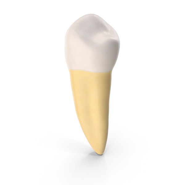 Premolar Upper Jaw Clean PNG & PSD Images
