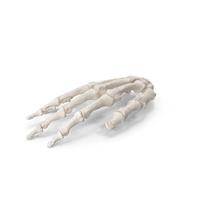 Human Hand Bones Anatomy White PNG & PSD Images
