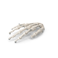 Human Hand Bones Anatomy With Wire White PNG & PSD Images
