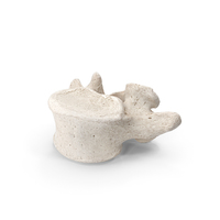 Lumbar Vertebrae L1 to L5 White PNG & PSD Images