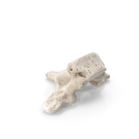 Thoracic Vertebrae Th1 to Th12 White PNG & PSD Images