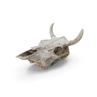 Cow Skull PNG & PSD Images
