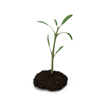Plant Ground PNG & PSD Images