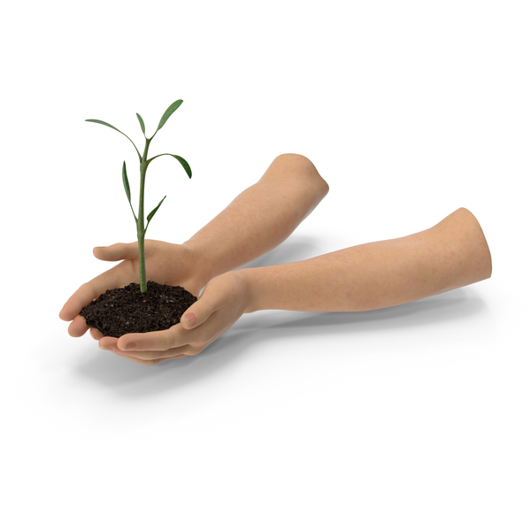 Hands Holding Plant PNG & PSD Images
