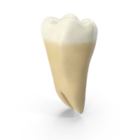 Human Teeth Lower Third Molar Wisdom PNG & PSD Images