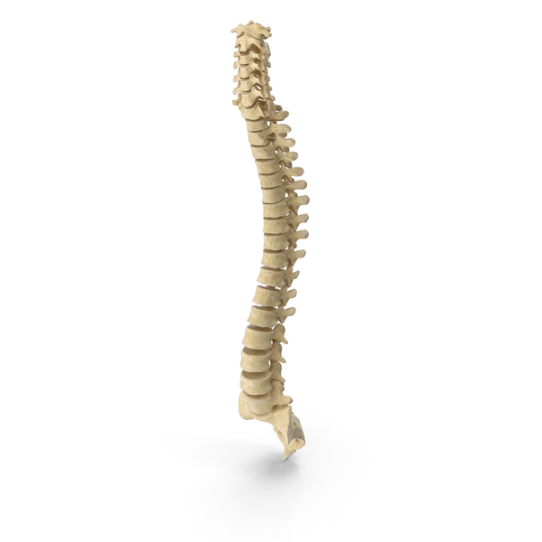 Human Lumbar and Sacrum Vertebrae L1 to S5 Bones White PNG Images ...