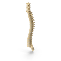 Human Spine Bones Anatomy With Intervertibral Disks PNG & PSD Images