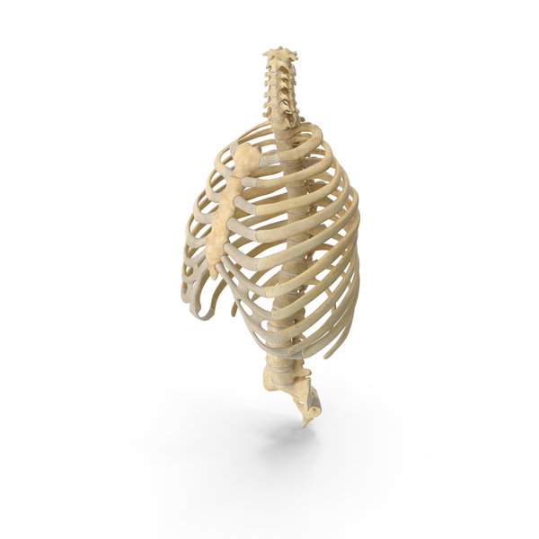 Human Rib Cage and Spine Bones Anatomy PNG & PSD Images