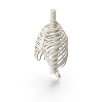 Human Rib (Thoracic) Cage and Spine Bones PNG & PSD Images
