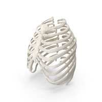 Human Rib (Thoracic) Cage PNG & PSD Images