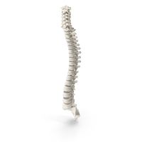 Human Spine PNG & PSD Images