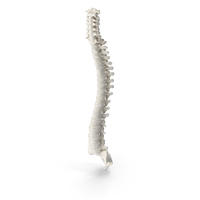 Human Spine With Intervertibral Disks PNG & PSD Images