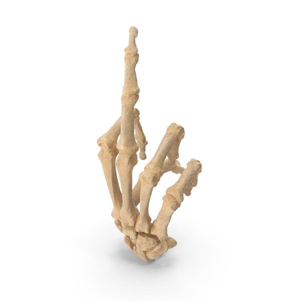 Skeletal Middle Finger Sign PNG & PSD Images