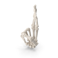 Human Hand Bones White Good Luck Sign PNG & PSD Images