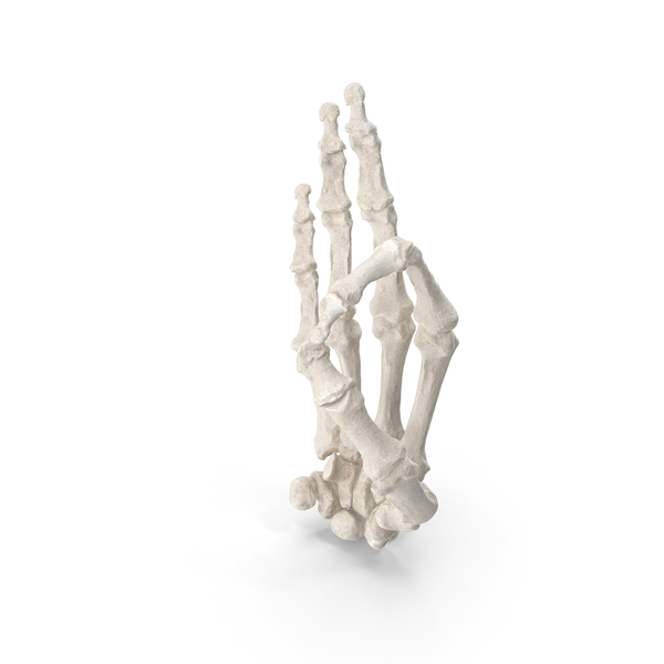 Human Hand Bones White Ok Sign PNG & PSD Images