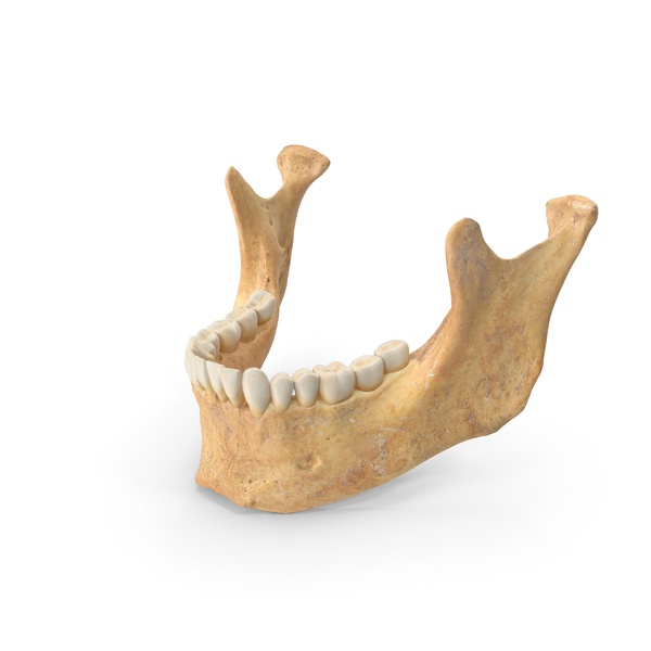 Human Jawbone ( Mandible ) With Teeth White PNG Images & PSDs for