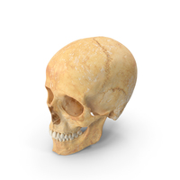 牙齿PNG和PSD图像的人类女性头骨（颅骨）