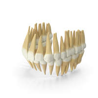 Realistic Teeth Permanent Dentition PNG & PSD Images