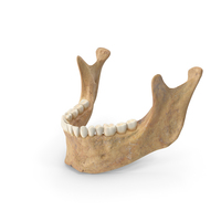 Human Jawbone PNG & PSD Images