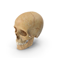 Human Skull (Cranial) 01 With Teeth PNG & PSD Images