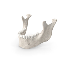 Human Woman Jawbone PNG & PSD Images